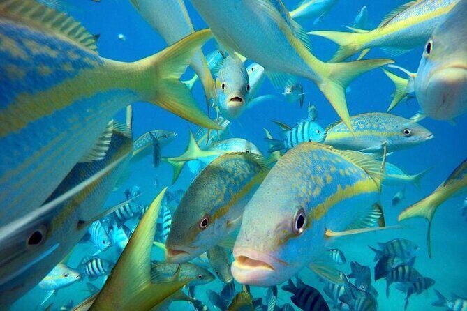 Sosua beach excursion with snorkeling included to Sosua Bay - Who Should Consider This Tour?