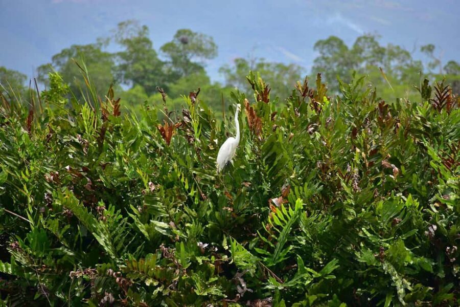 South Coast: Pelican Bar & Black River Safari Experience - Who Will Love This Tour?