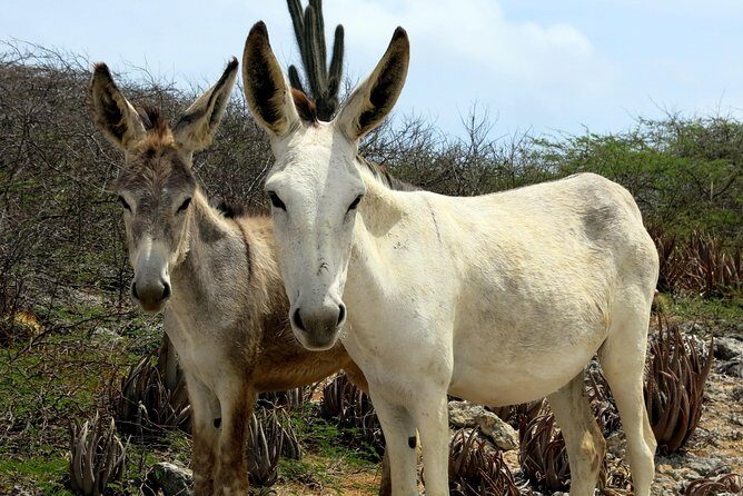 South island tour and Snorkel combo - Summary: Who Is This Tour Best For?