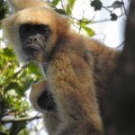 Southern Muriqui ExpeditionThe largest primate in Americas - FAQ