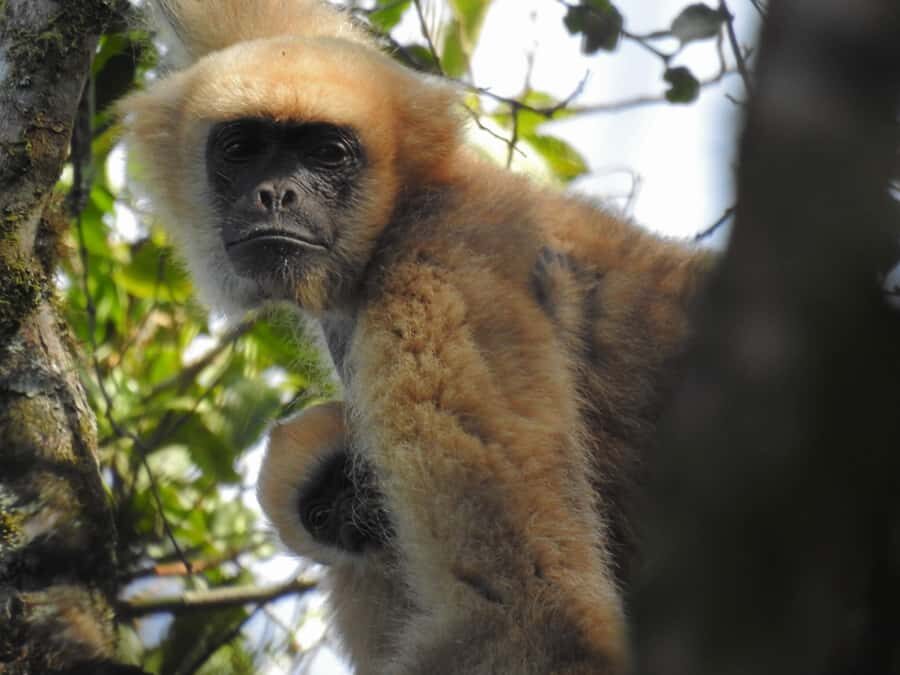 Southern Muriqui ExpeditionThe largest primate in Americas - FAQ