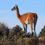 Special Tour for Cruise-Ship Passengers: Punta Tombo - A Detailed Look at the Punta Tombo Tour Experience