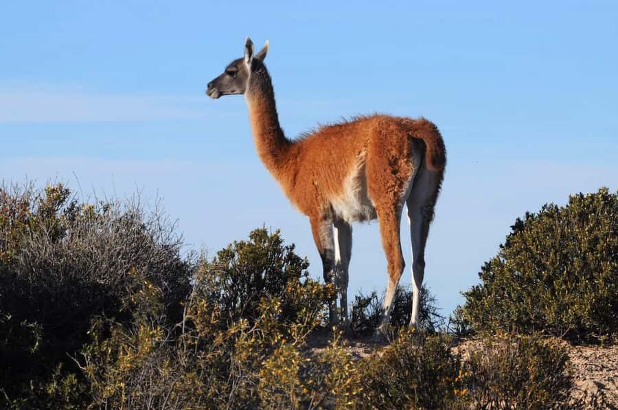 Special Tour for Cruise-Ship Passengers: Punta Tombo - A Detailed Look at the Punta Tombo Tour Experience