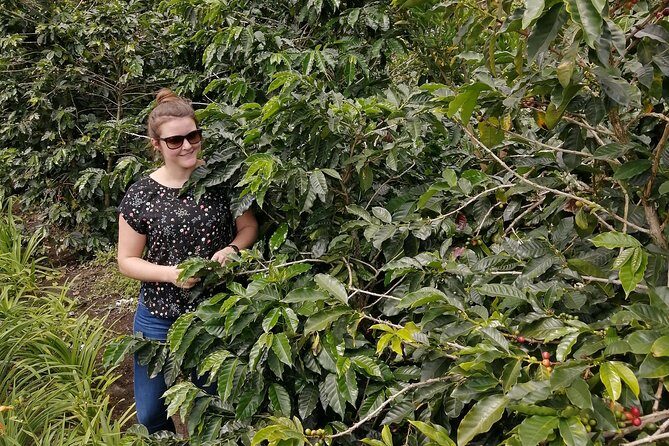Specialty Coffee 101, History - Processing - Professional Cupping and More! - A Closer Look at the Coffee Tour Itinerary
