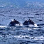 Speed Boat Dolphins and Turtles Full Day - Why This Tour Offers Great Value