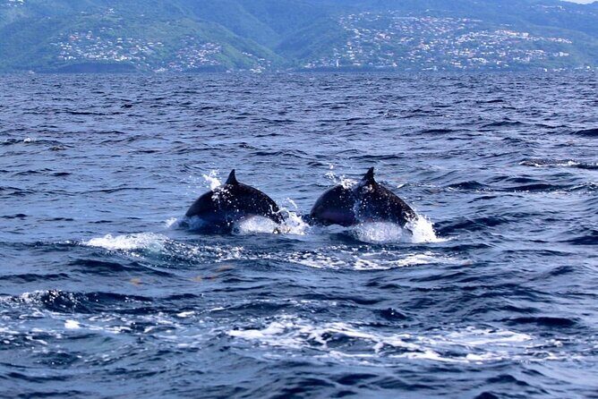 Speed Boat Dolphins and Turtles Full Day - Why This Tour Offers Great Value