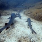 SSI Open Water Diver Course - Who Would Love This Course?