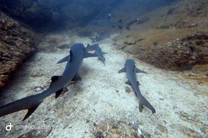 SSI Open Water Diver Course - Who Would Love This Course?