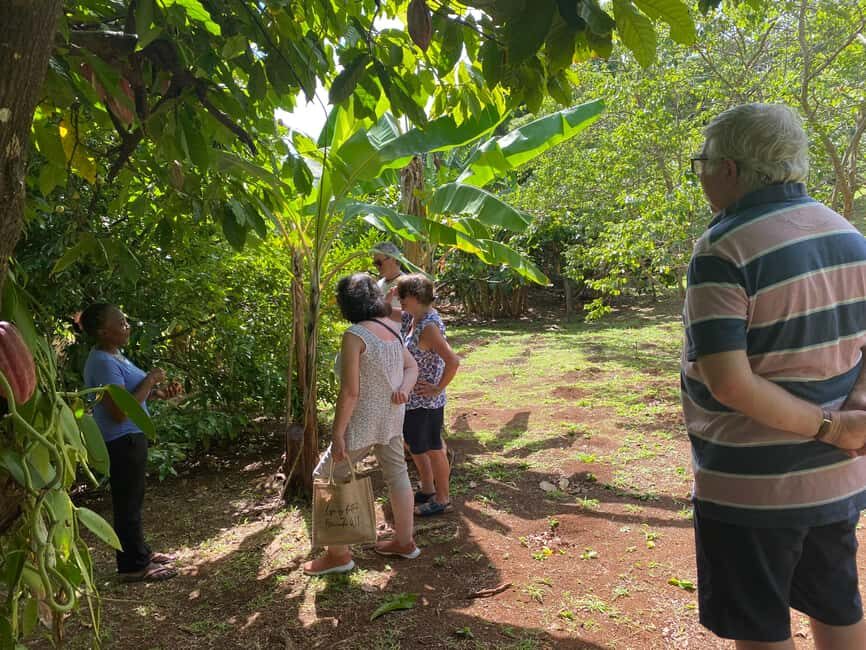 St. George's: Half-day spice and waterfall tour - In-Depth Review of Your Grenada Half-Day Tour