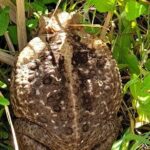 St Kitts ATV Adventure and Beach Tour - Who Should Consider This Tour?