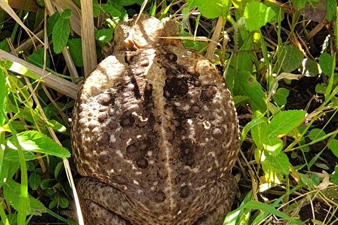 St Kitts ATV Adventure and Beach Tour - Who Should Consider This Tour?