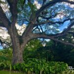 St. Kitts Half-Day Rainforest Tour - The Transport and Group Size
