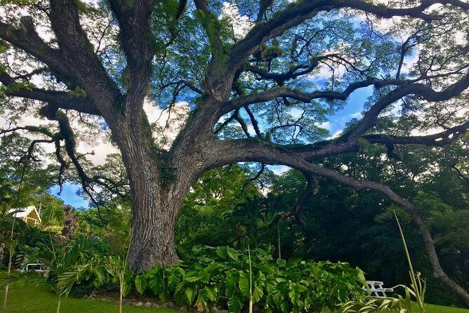 St. Kitts Half-Day Rainforest Tour - The Transport and Group Size
