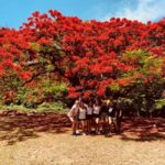 St. Kitts: Private Island Highlights Shore Excursion - What to Expect and Practical Tips