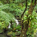 St Kitts Rainforest Tour - Final Thoughts on the St Kitts Rainforest Tour