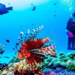 St. Lucia: Anse Cochon Marine Reserve Snorkeling Tour - Why This Tour Works Well