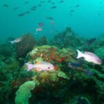 St Lucia Beginner Scuba Diving Tour - Final Thoughts