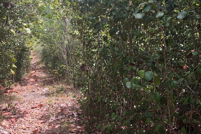 St Lucia Billy Goat Trail Hike in Marigot Bay Saint Lucia