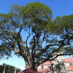 St Lucia Countryside Drive and Beach Tour - What You Can Expect at Each Stop