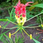 St. Lucia: Drive-in Volcano, Waterfall and Garden Day Trip - What Travelers Can Expect in Practice