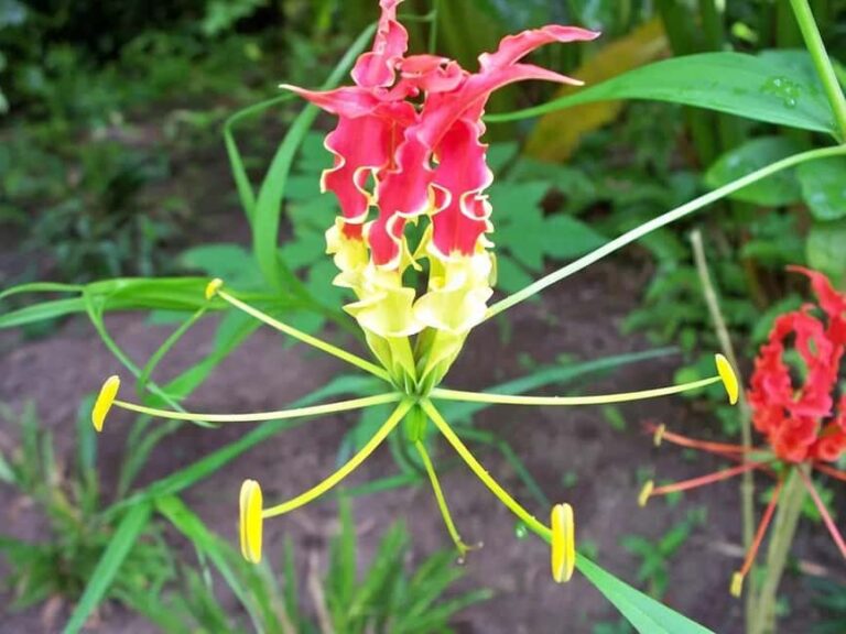 St. Lucia: Drive-in Volcano, Waterfall and Garden Day Trip - What Travelers Can Expect in Practice