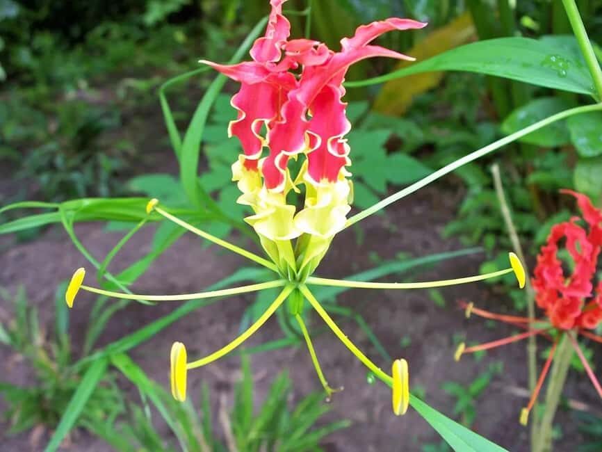 St. Lucia: Drive-in Volcano, Waterfall and Garden Day Trip - What Travelers Can Expect in Practice