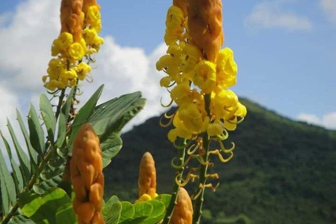 St Lucia Northern Island Tour - Final Thoughts