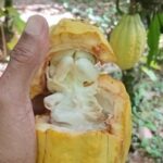 St Lucia Soufriere Private Chocolate Tour - Who Will Love This Tour?