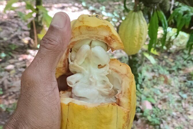 St Lucia Soufriere Private Chocolate Tour - Who Will Love This Tour?