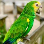 St Maarten Family Deluxe Tour - Why This Tour Works for Travelers