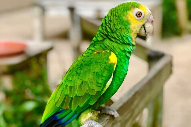 St Maarten Family Deluxe Tour - Why This Tour Works for Travelers