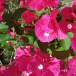 St.Martin - St. Maarten: Small Group, Coastal Hike & Swim Tour - FAQs