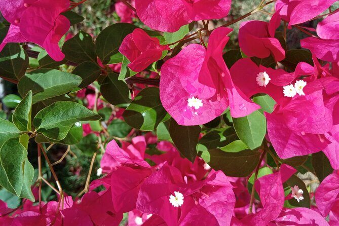 St.Martin - St. Maarten: Small Group, Coastal Hike & Swim Tour - FAQs