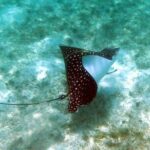 St Thomas Kayak and Sea Turtle Snorkel Excursion - Who Will Love This Experience?