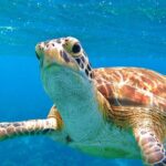 St Thomas Mangrove Lagoon Kayak and Snorkel Tour in the US Virgin Islands - Who Will Love This Tour?