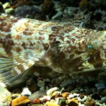 St Thomas Sea Turtle Snorkel Kayak Adventure Tour - A Closer Look at the Tour Itinerary