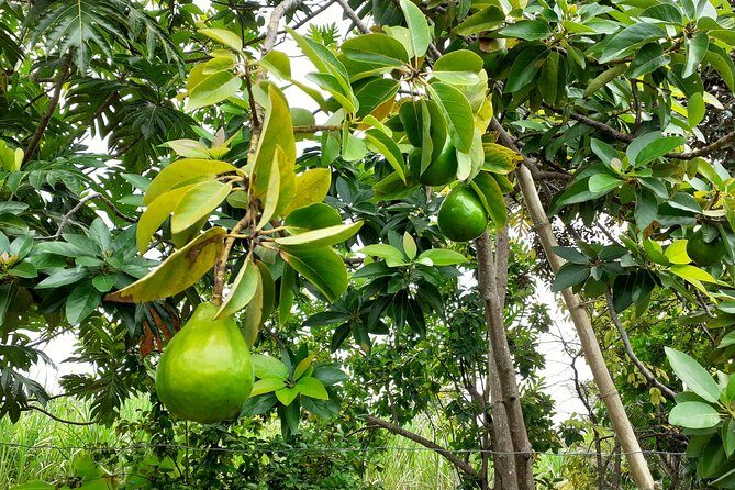 Stepping High Mountain Rastafari Herbs Tour - The Sum Up: Who Should Book This Tour?