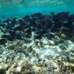 Stingray City Sandbar, Snorkel, Star fish Beach (Family operated) - Authenticity and Customer Feedback