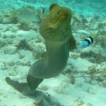 Stingray Sandbar, Snorkeling, and Starfish Point - What the Reviews Say