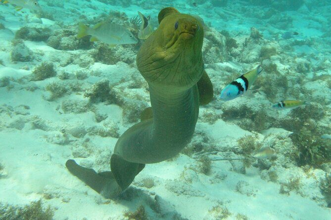 Stingray Sandbar, Snorkeling, and Starfish Point