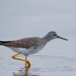Strenuously Cotopaxi Volcano and birding by the lagoon (Private) - Who Should Consider This Tour?