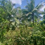 Sun Valley Plantation: Tropical paradise garden with hummingbirds - The Logistics and Practical Details