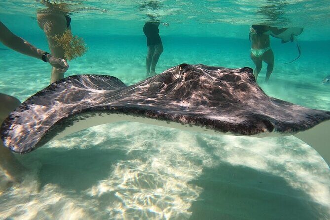 Sunrise at Stingray City, Private Tour - The Stingray Encounter