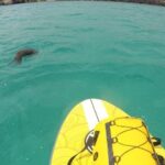 SUPER BAY - The Logistics and What You Should Know