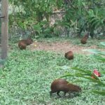 Super Man Zip Line, Wildlife, Chocolate & Rum Tasting - Why This Tour Works