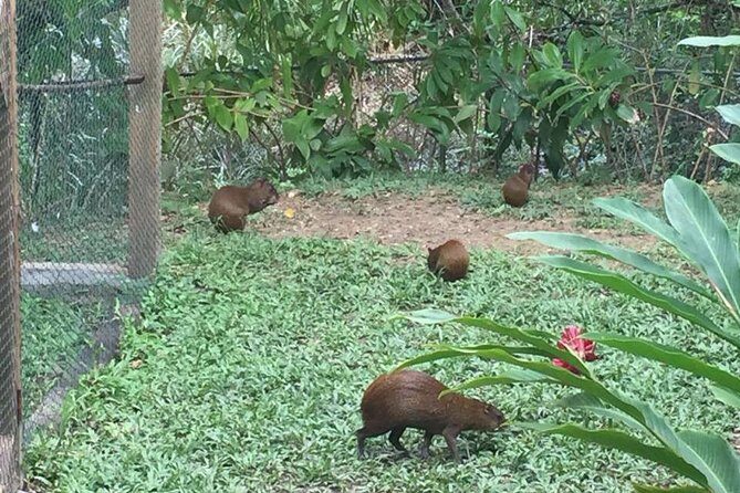 Super Man Zip Line, Wildlife, Chocolate & Rum Tasting - Why This Tour Works