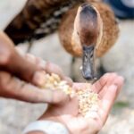 Swamp Safari and Rose Hall Great House Day Tour - Who Will Love This Tour?