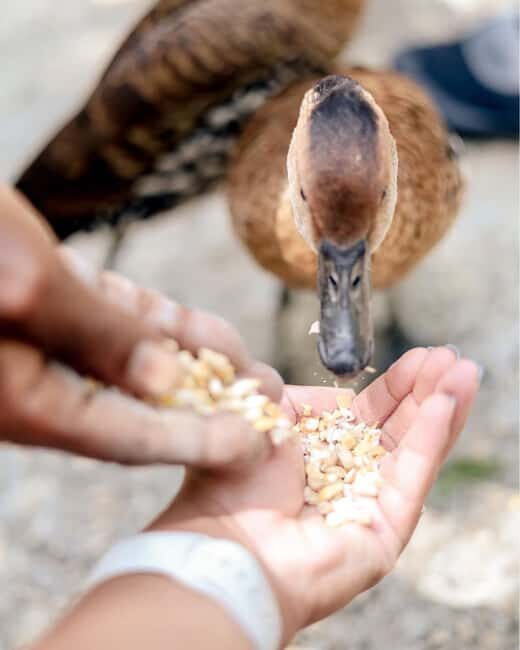 Swamp Safari and Rose Hall Great House Day Tour - Who Will Love This Tour?