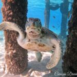 Swim and Snorkel with Sea Turtles - Potential Drawbacks or Considerations