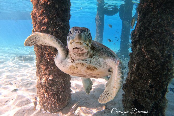 Swim and Snorkel with Sea Turtles - Potential Drawbacks or Considerations